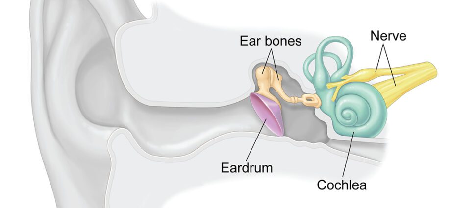 Hearing: how does baby hear?