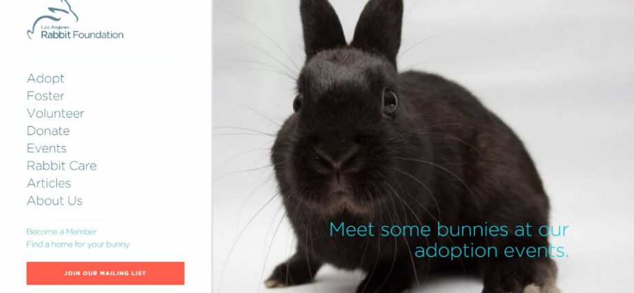 “Hoe ik een konijn adopteerde op Le Bon Coin”