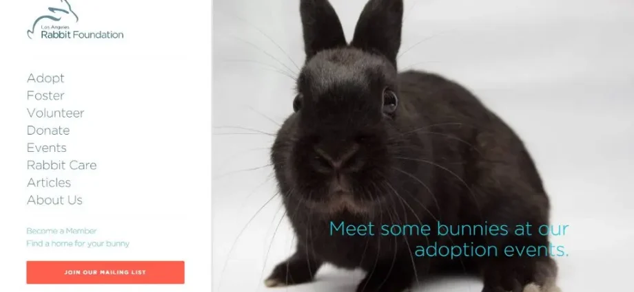 &#8220;How I adopted a rabbit on Le Bon Coin&#8221;