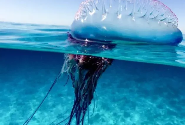 In the sea: beware of small animals!