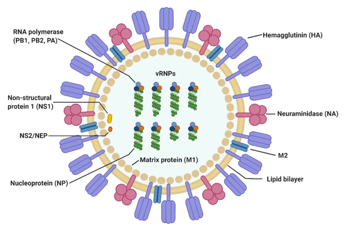 Influenza A