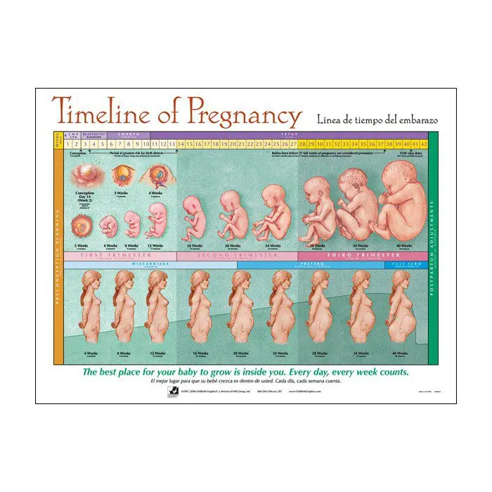 Key dates of pregnancy