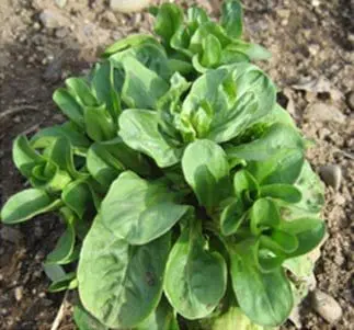 Lamb&#8217;s lettuce: a wealth of nutritional benefits for the whole family