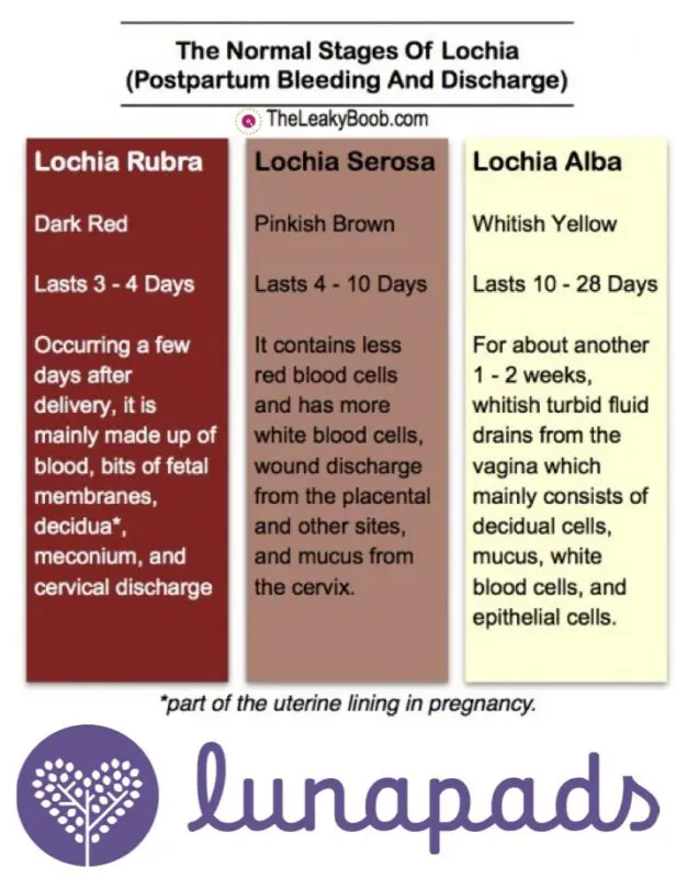 Lochia: all you need to know about postpartum bleeding