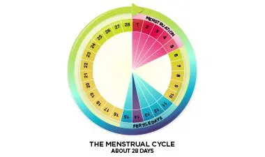 Menstrual cycle: periods in women