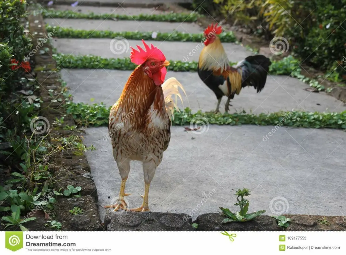 Multicolored roosters nest