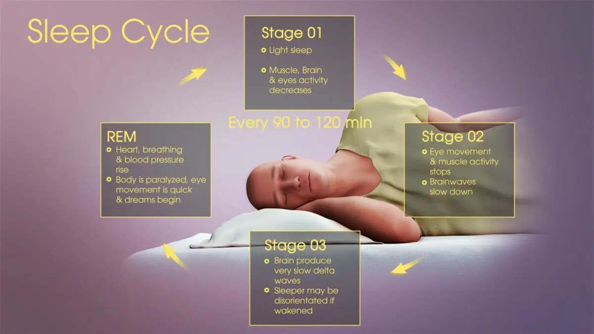 Paradoxical sleep: all you need to know