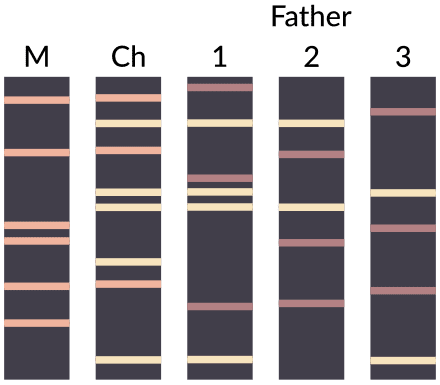 Paternity test: recognition of a child