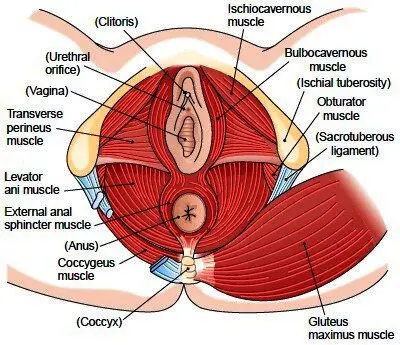 Perineum: how to muscle it correctly?