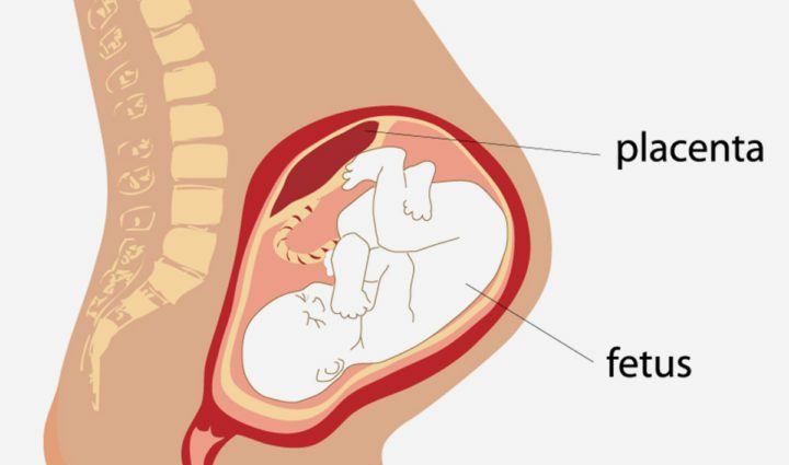 Placenta: all about its key role during pregnancy