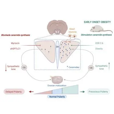 Precocious puberty, an increasingly frequent phenomenon