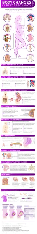 Pregnancy: changes in our body