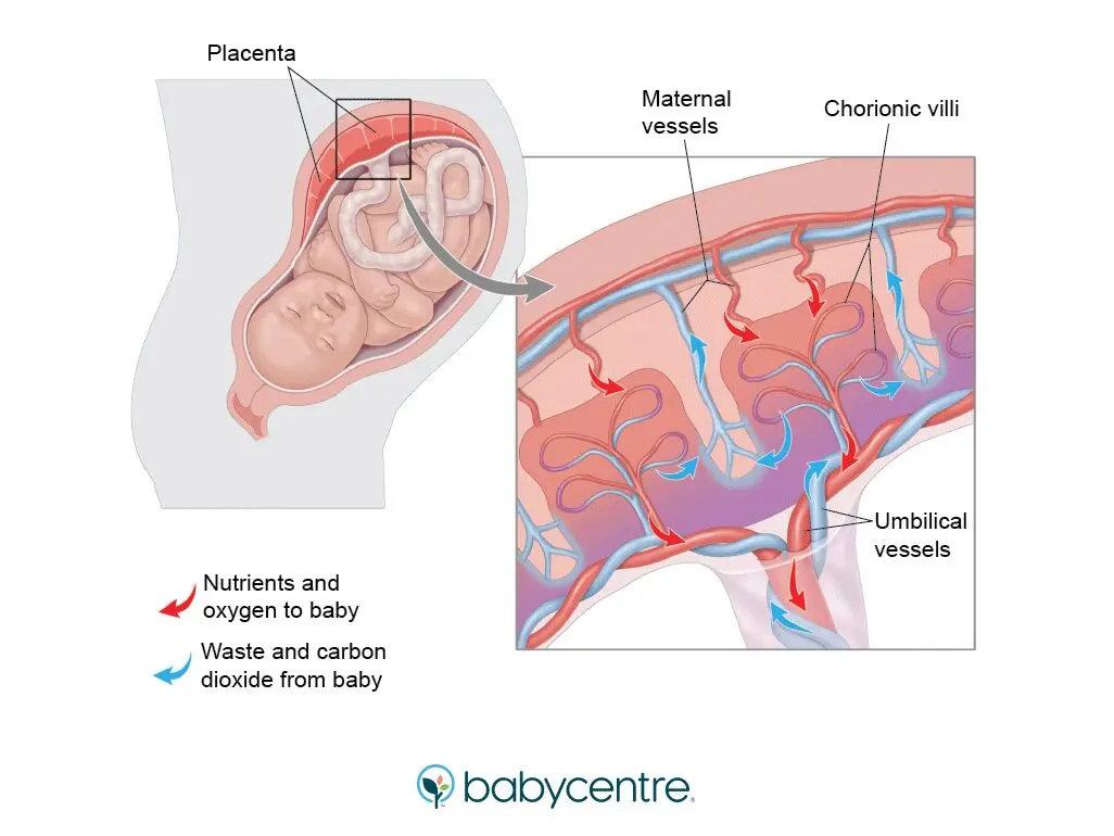 Pregnancy: the secrets of the placenta