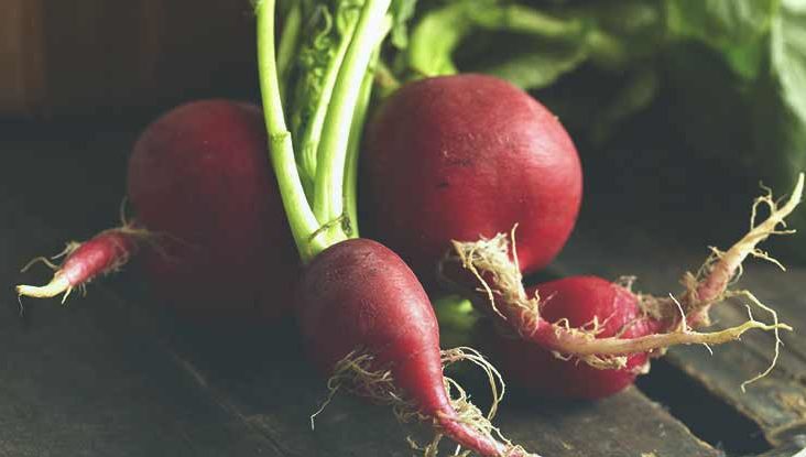 Rød radise, hvorfor er denne grøntsag god til børn?