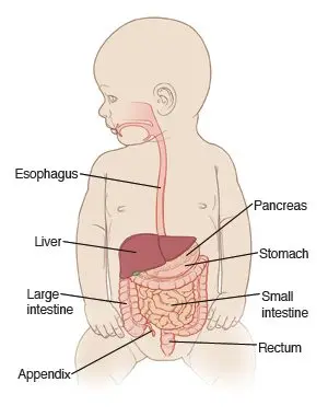 Salmonella infection in babies: what symptoms, what precautions?