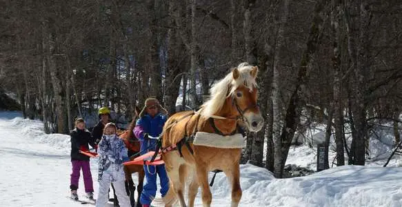 Ski joëring for children