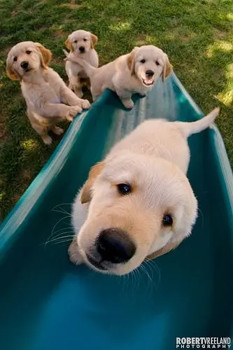 Slide: adorable snapshots of dogs with their pregnant mistress