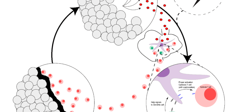 The anti gastro vaccine