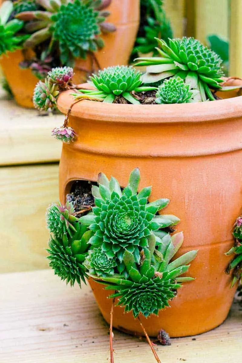 The chick in its pot