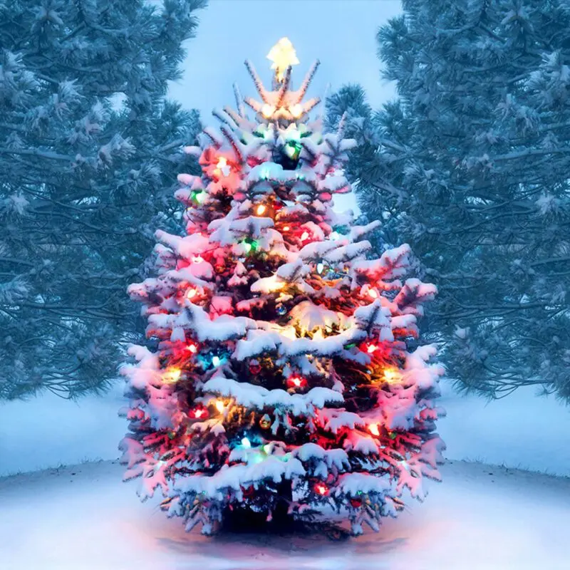 The Christmas tree