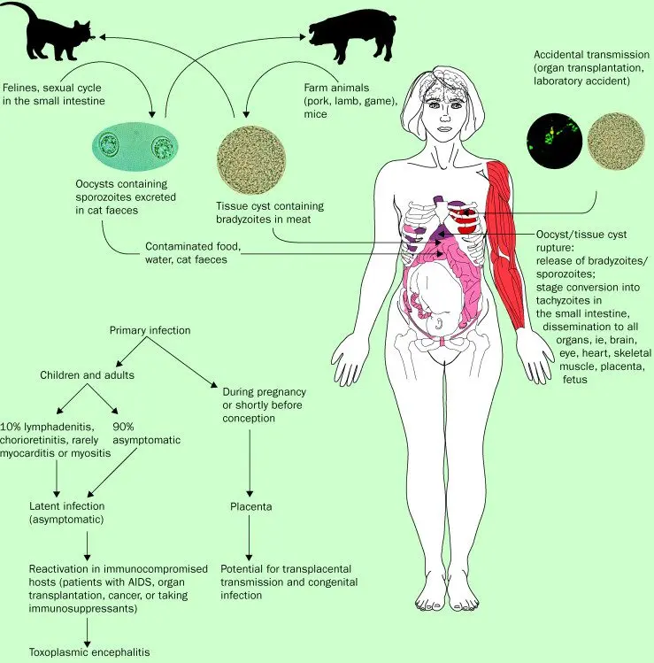 The dangers of toxoplasmosis