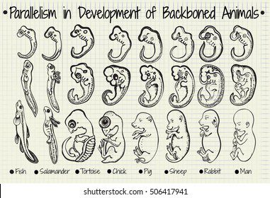 The fetus in pictures: evolution of the fetus month by month