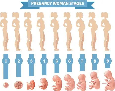 The first month of pregnancy