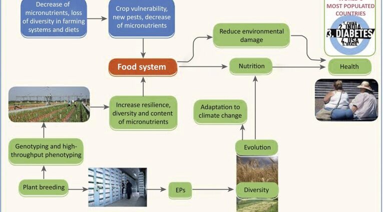 The main stages of food diversification