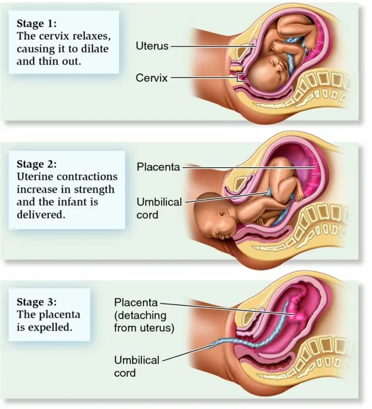 The three phases of childbirth