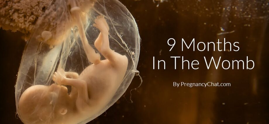 Video: baby&#8217;s development in utero in 4 minutes!