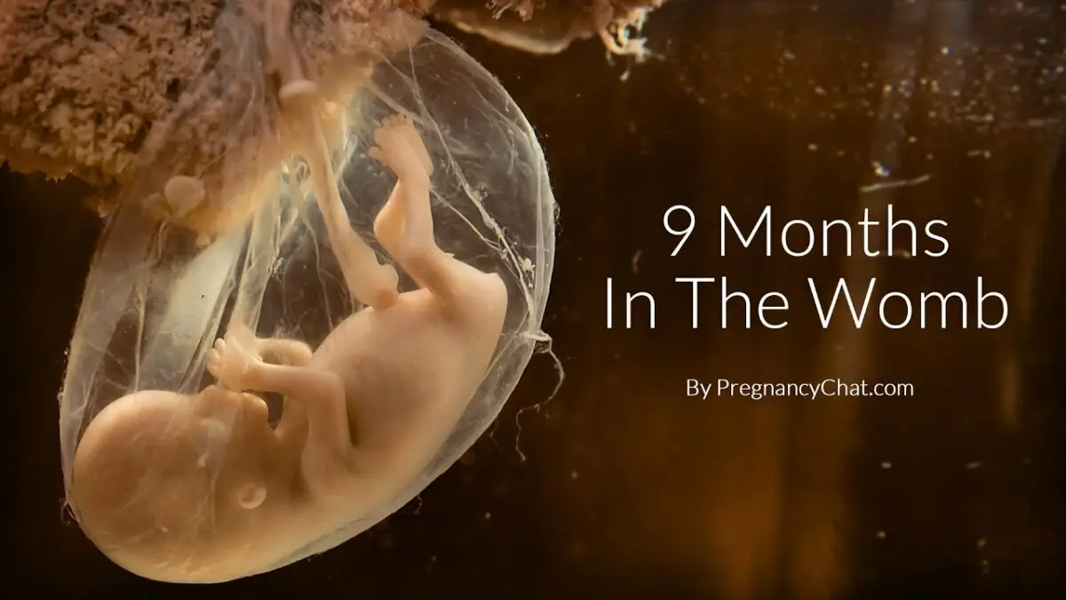 Video: baby&#8217;s development in utero in 4 minutes!