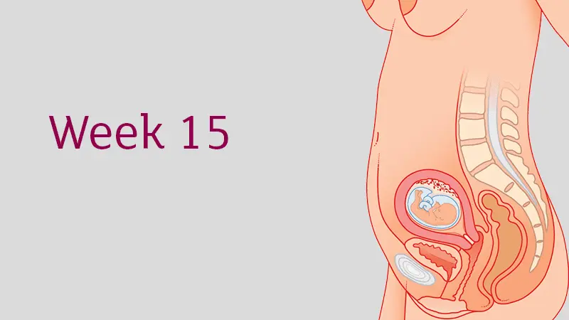 Week 13 of pregnancy &#8211; 15 WA