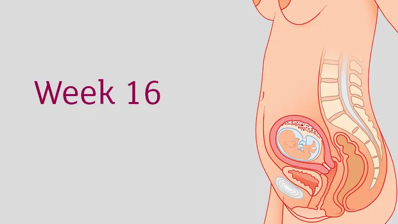 Week 14 of pregnancy &#8211; 16 WA