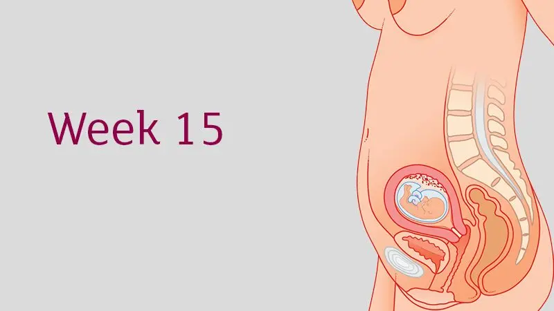 Week 15 of pregnancy &#8211; 17 WA