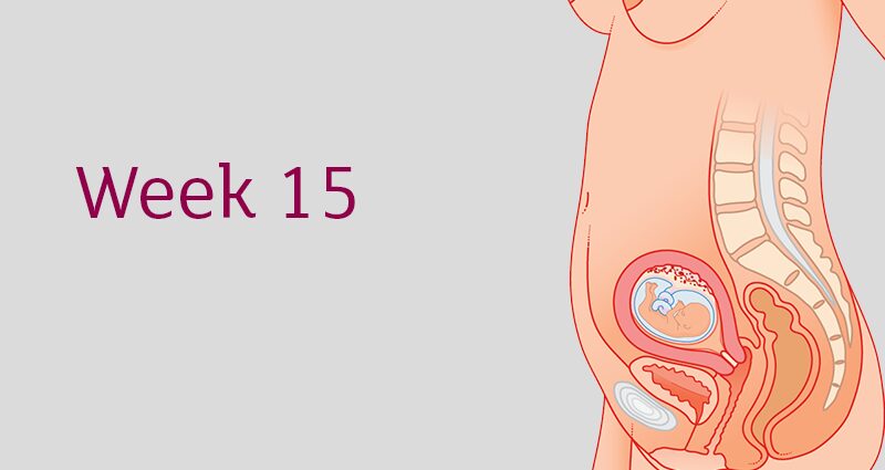 गर्भधारणेचा 15 वा आठवडा - 17 WA