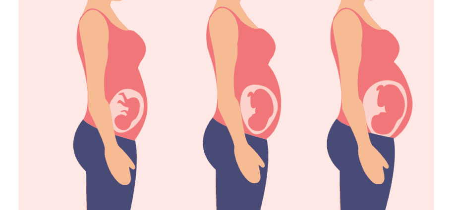 Hebdomada 2 graviditatis – 4 WA