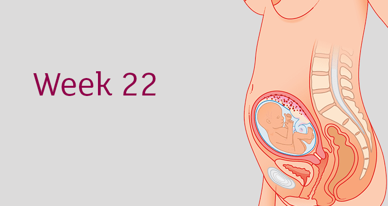 Week 22 of pregnancy &#8211; 24 WA