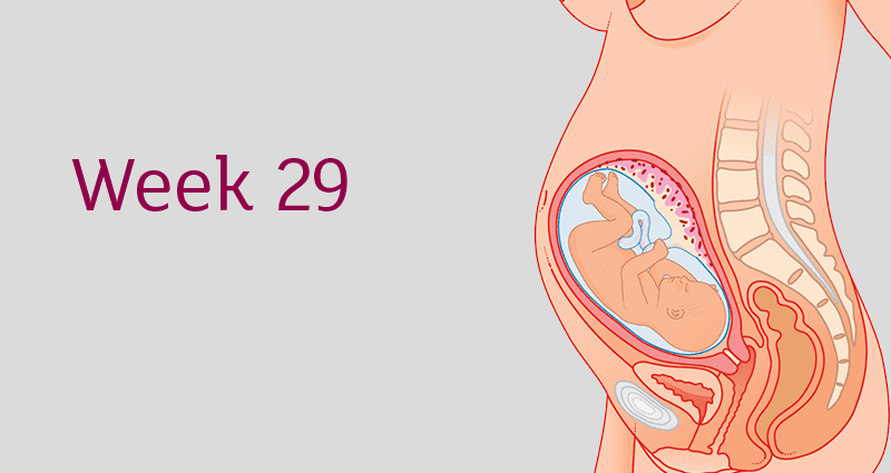 Semana 29 de embarazo - 31 WA