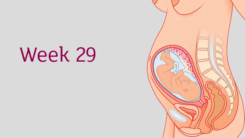 Week 29 of pregnancy &#8211; 31 WA