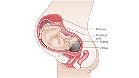 Week 34 van de zwangerschap - 36 WA