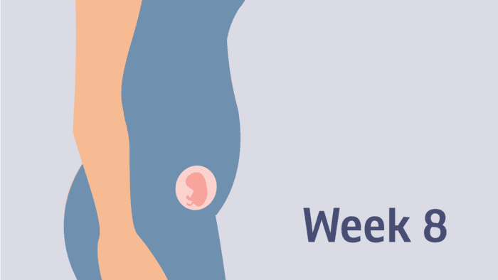 Week 8 of pregnancy &#8211; 10 WA