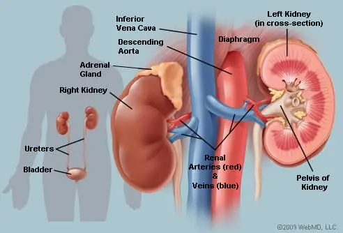 What does kidney delivery mean?