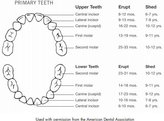 What to do when a baby tooth is broken?