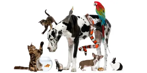 Which pet to choose?