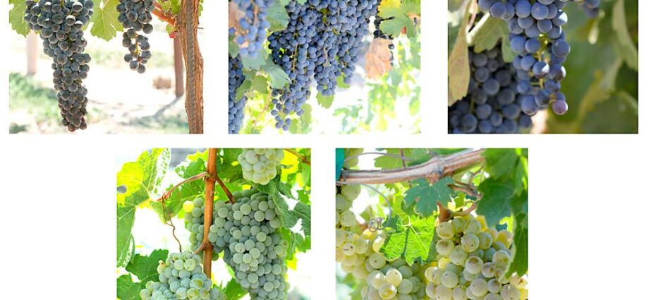 19 popular grape varieties for wine in Russia