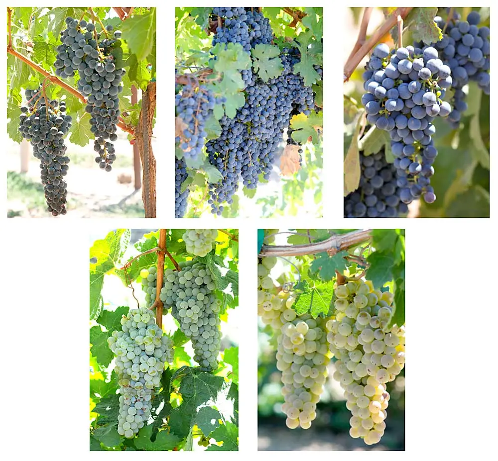 19 popular grape varieties for wine in Russia