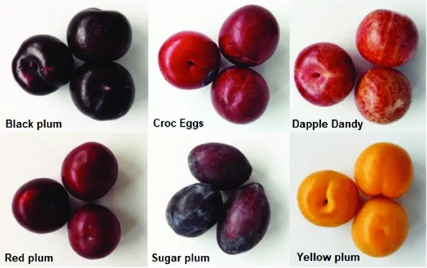 A lot of plums were born, I decided not to throw it away, but to make the simplest wine by adding sugar and water: what happened in the end