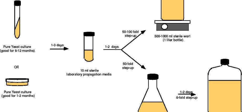 A simple way to propagate yeast (alcohol, wine, regular)