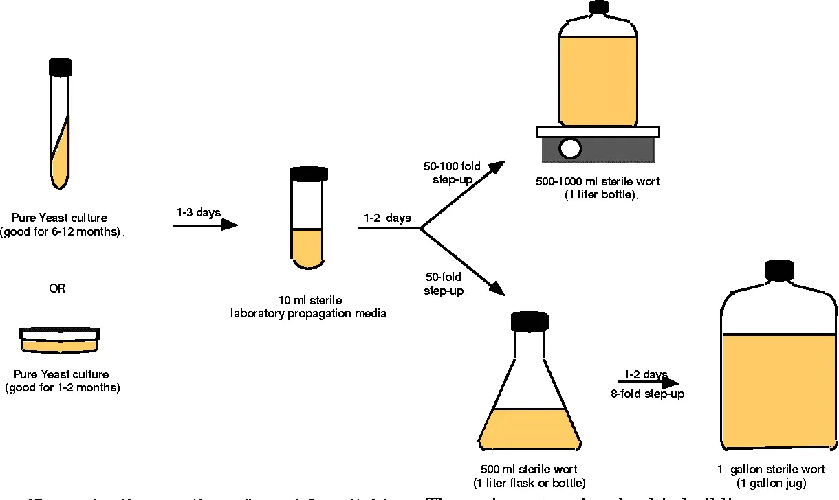 A simple way to propagate yeast (alcohol, wine, regular)