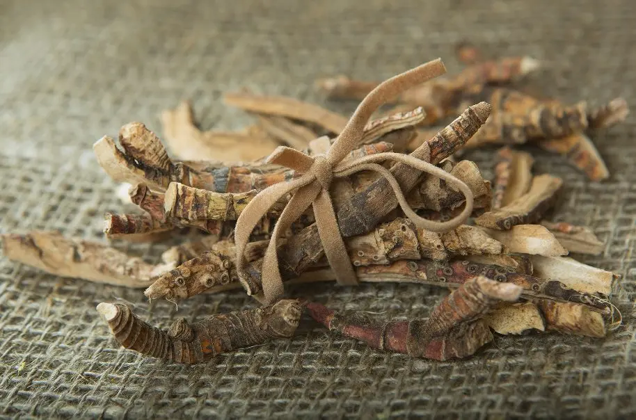 Alcohol tincture of calamus in folk medicine